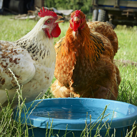 Chickens drink water to stay cool and avoid heatstress