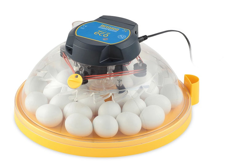 Brinsea Maxi 24 Advance Classroom Incubator and Brooder Pack