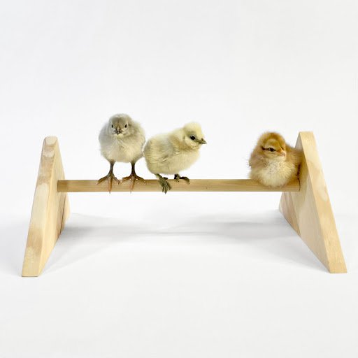 Small chick jungle gym