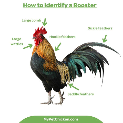 How to tell a rooster from a hen