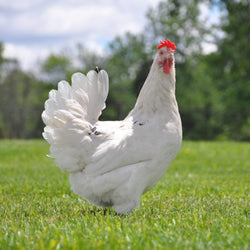 Austra White Chicken 