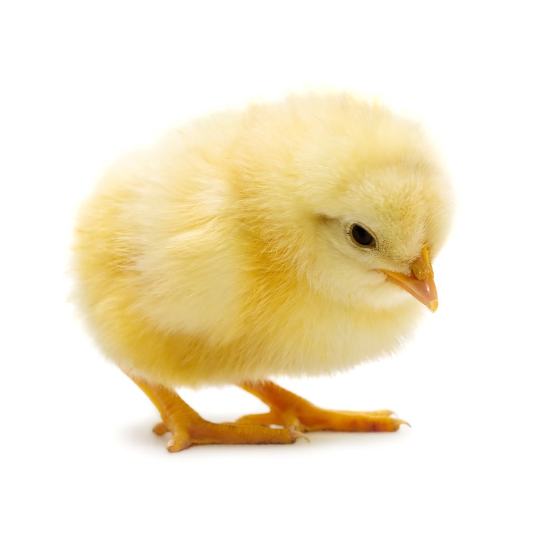 Baby chick 