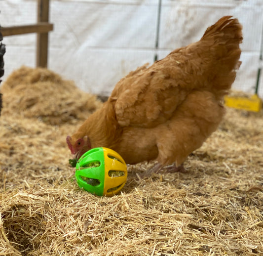 To beat flock boredom, a chicken pecks at fresh kale which is tucked in the chicken toy. 