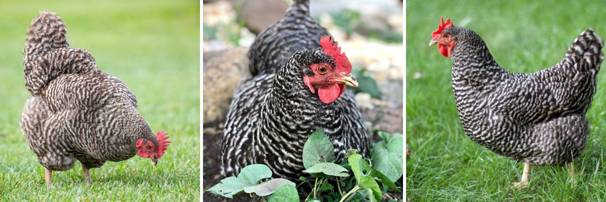 Barred Plymouth Rock chicken