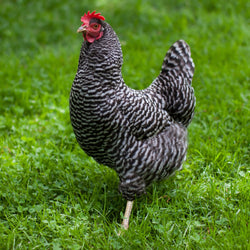 Barred Plymouth Rock chicken