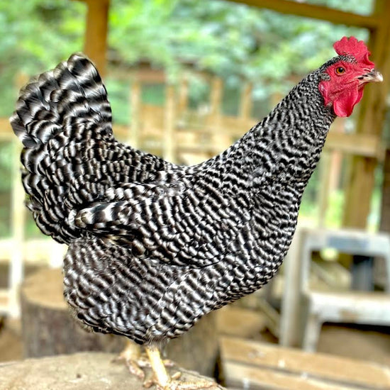 Barred Rock Hen 