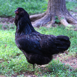 Black Ameraucana chicken