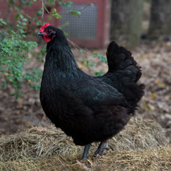 Baby Chicks: Black Australorp