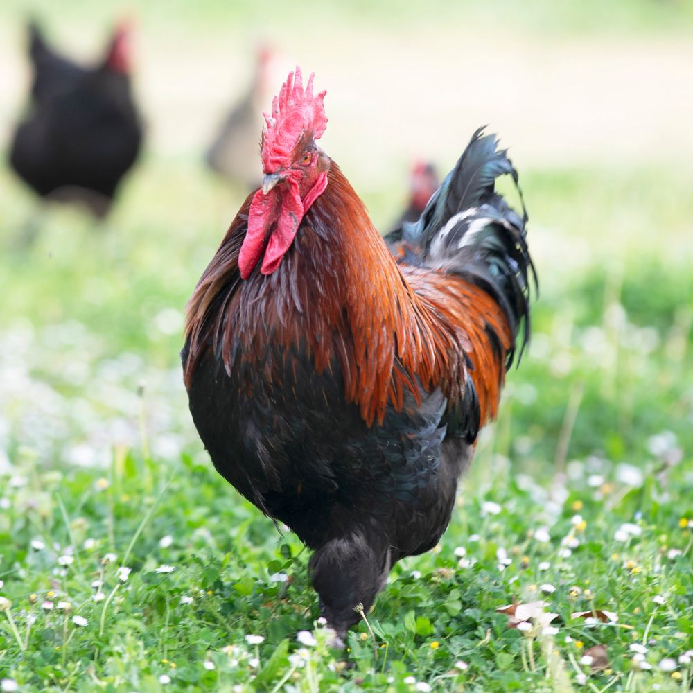 Black Copper Marans rooster