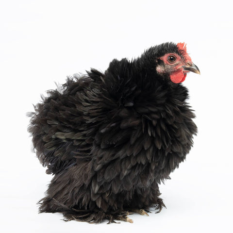 Black Frizzle Cochin Bantam