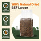 Supreme Grubs Black Soldier Fly Larvae, 2 Sizes