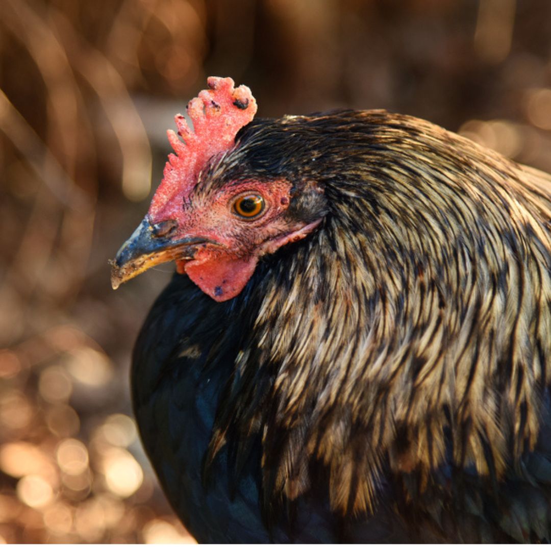 A chicken with black spots on its face. 