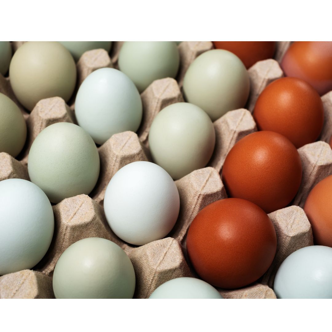 Blue and Brown Chicken Eggs