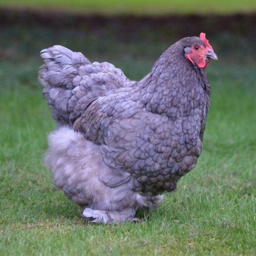 Blue Cochin chicken