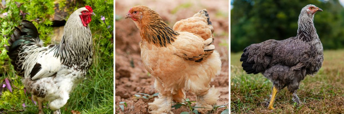 The Brahma chicken breed are docile and known to be gentle giants.