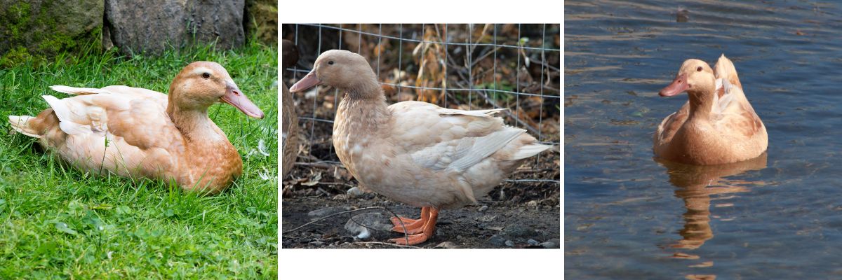 Buff ducks are friendly and make excellent backyard pets.