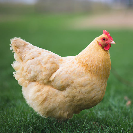 Buff Orpington chicken 