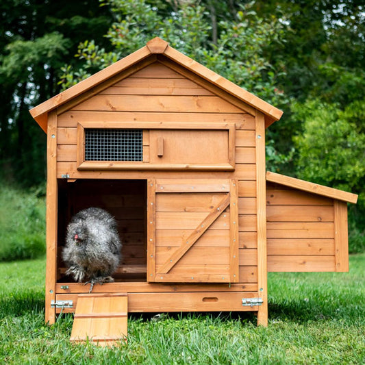 Checking your chicken coop daily for damage can protect them against predators. 