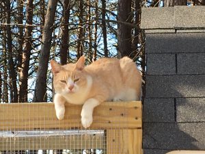 Cats and Chickens Can Be Buddies......