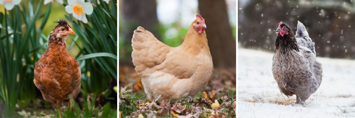 Backyard Chicken Care Calendar