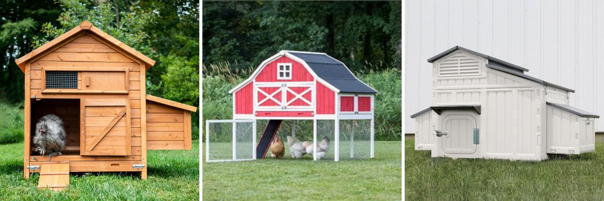 Backyard Chicken Coops