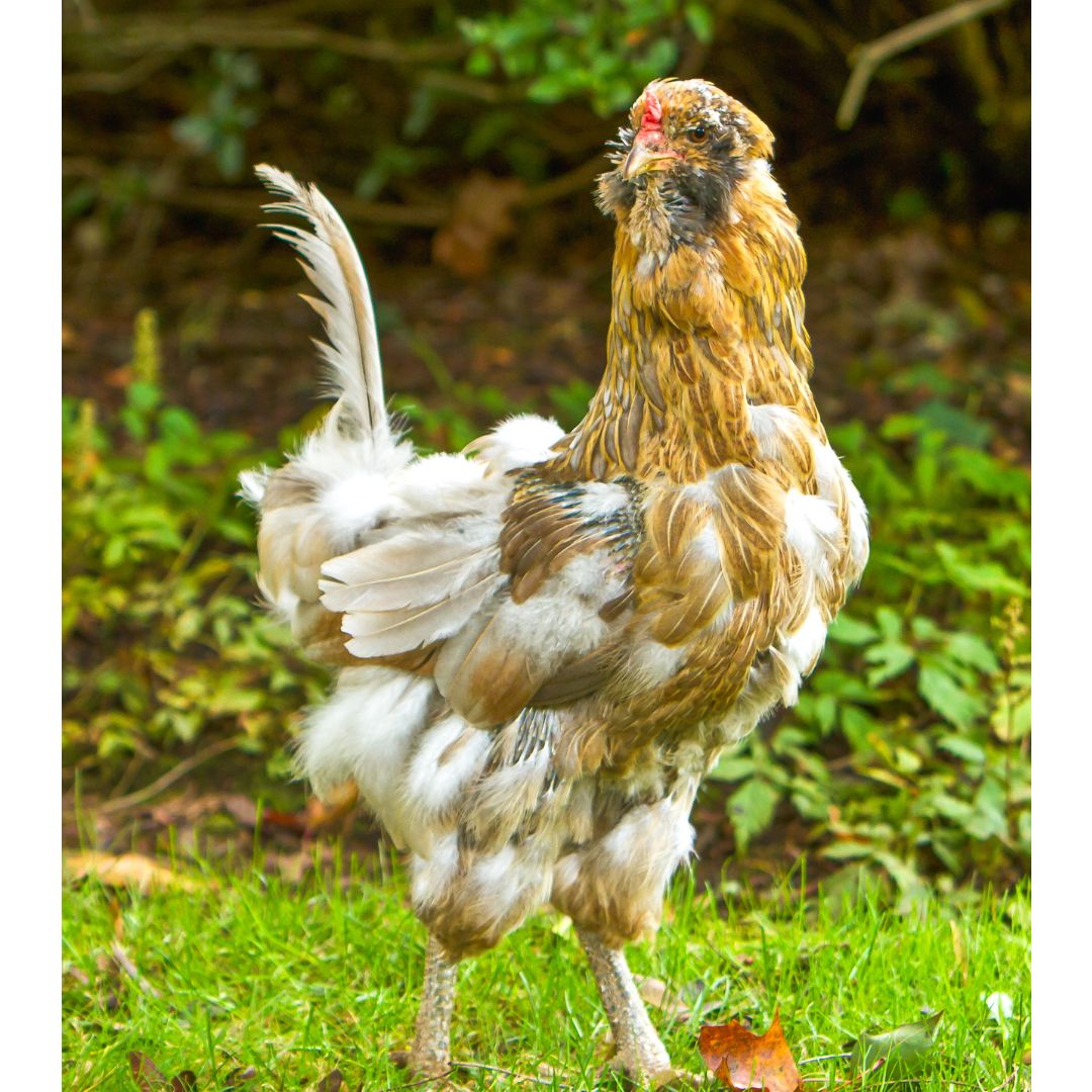 This chickens feathers are slowly regrowing after her yearly molt. 