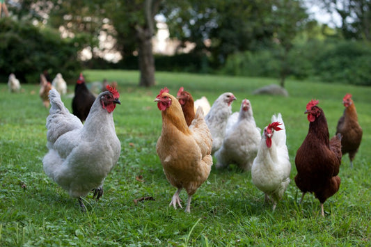 Best Chicken Breeds for Beginners