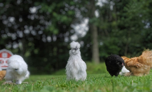 Chicken Sitter Checklist