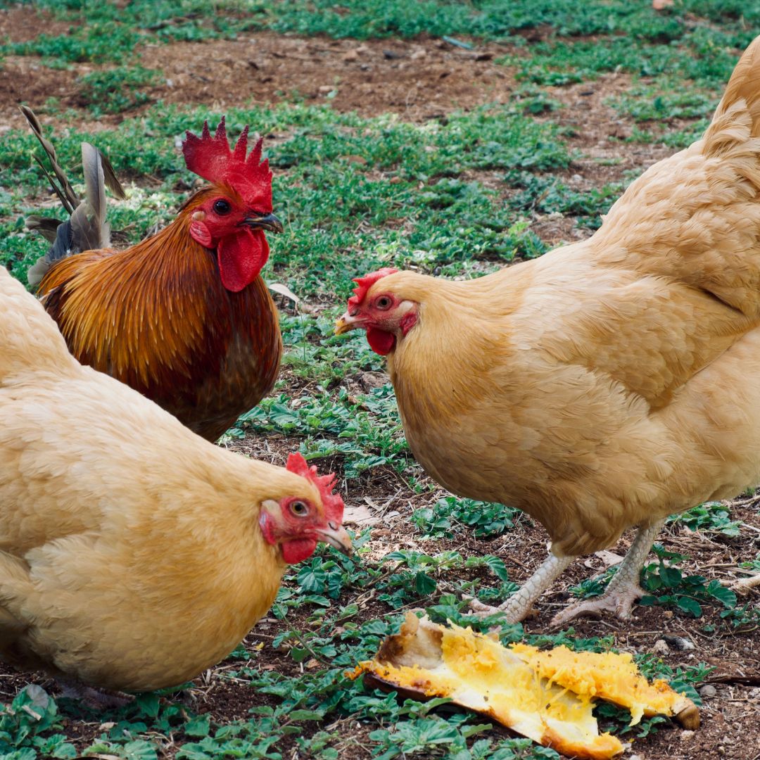 These chickens eat a healthy treat from the garden. 