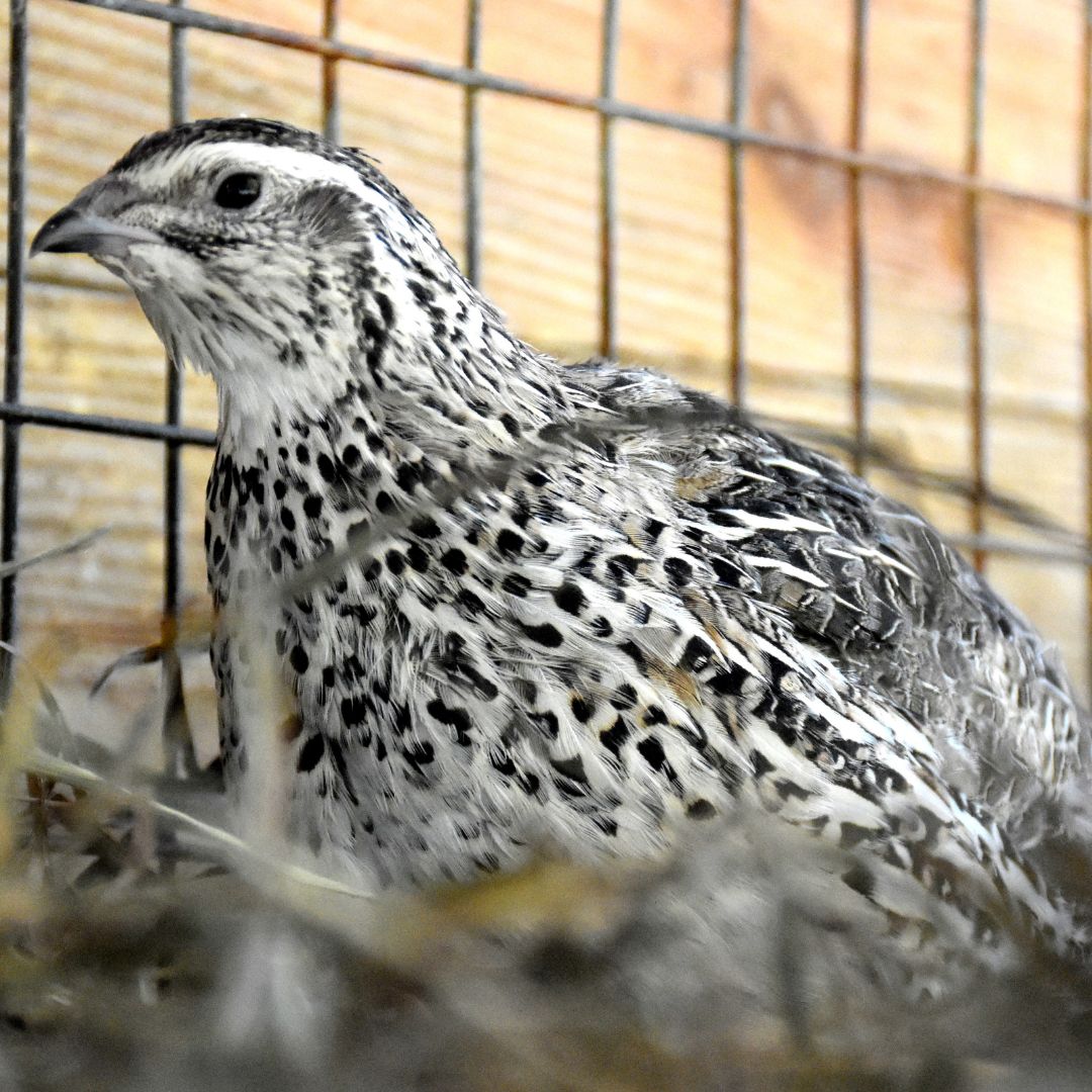 How to Raise Quail 