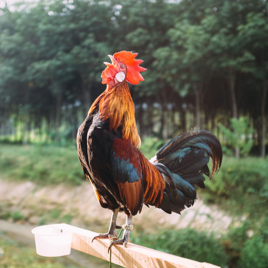 A rooster stands on a fence and crows. 