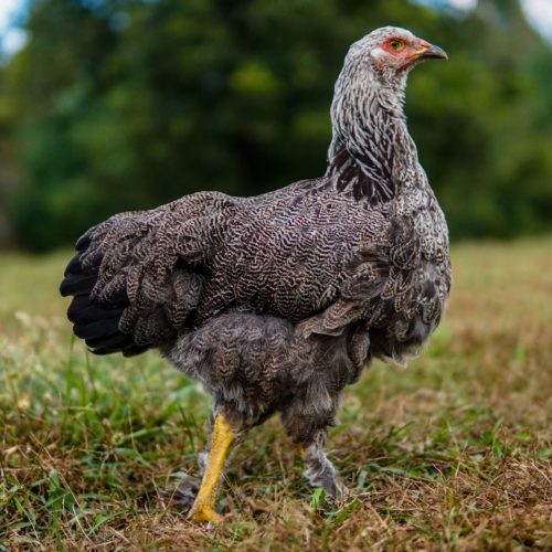 Dark Brahma chicken