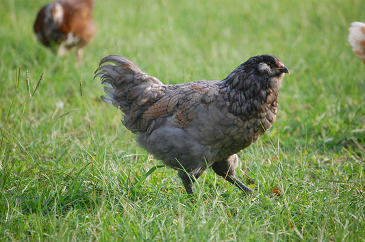 Chicken Watching...