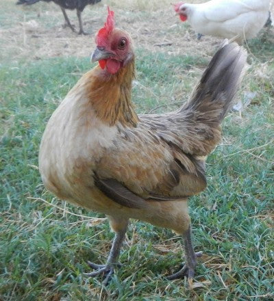 Three ways chickens will improve your beer