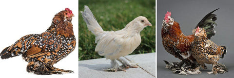 d'Uccle Bantam chickens are sweet chicken breed pet.