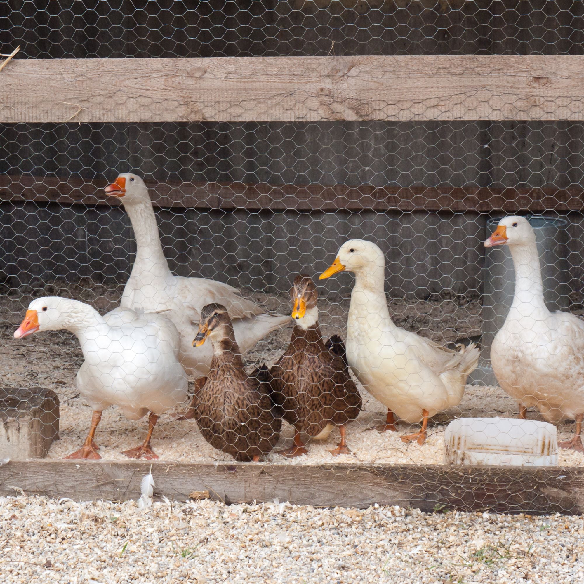 Do ducks and geese make good pets?