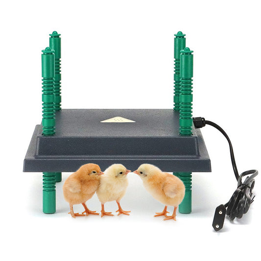 Using a brooder heating plate helps maintain healthy chicks!