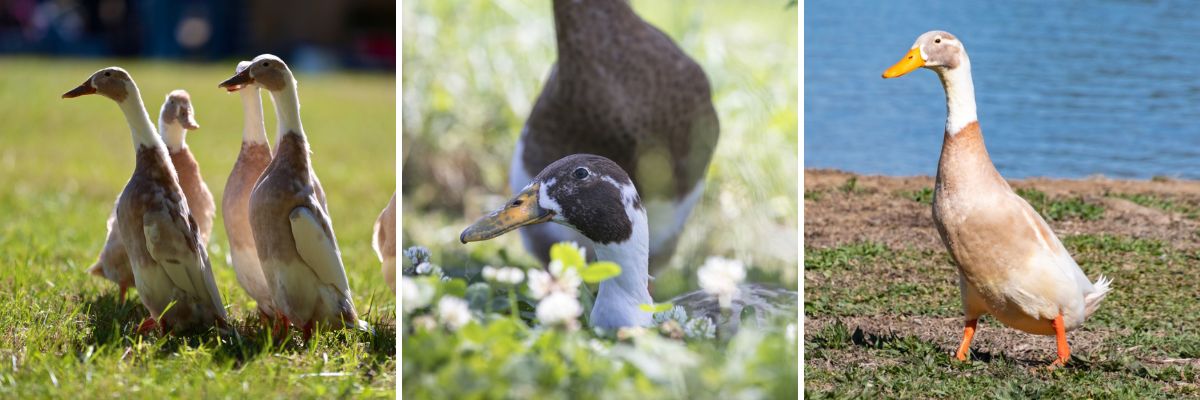 Fawn and White Runner Ducks