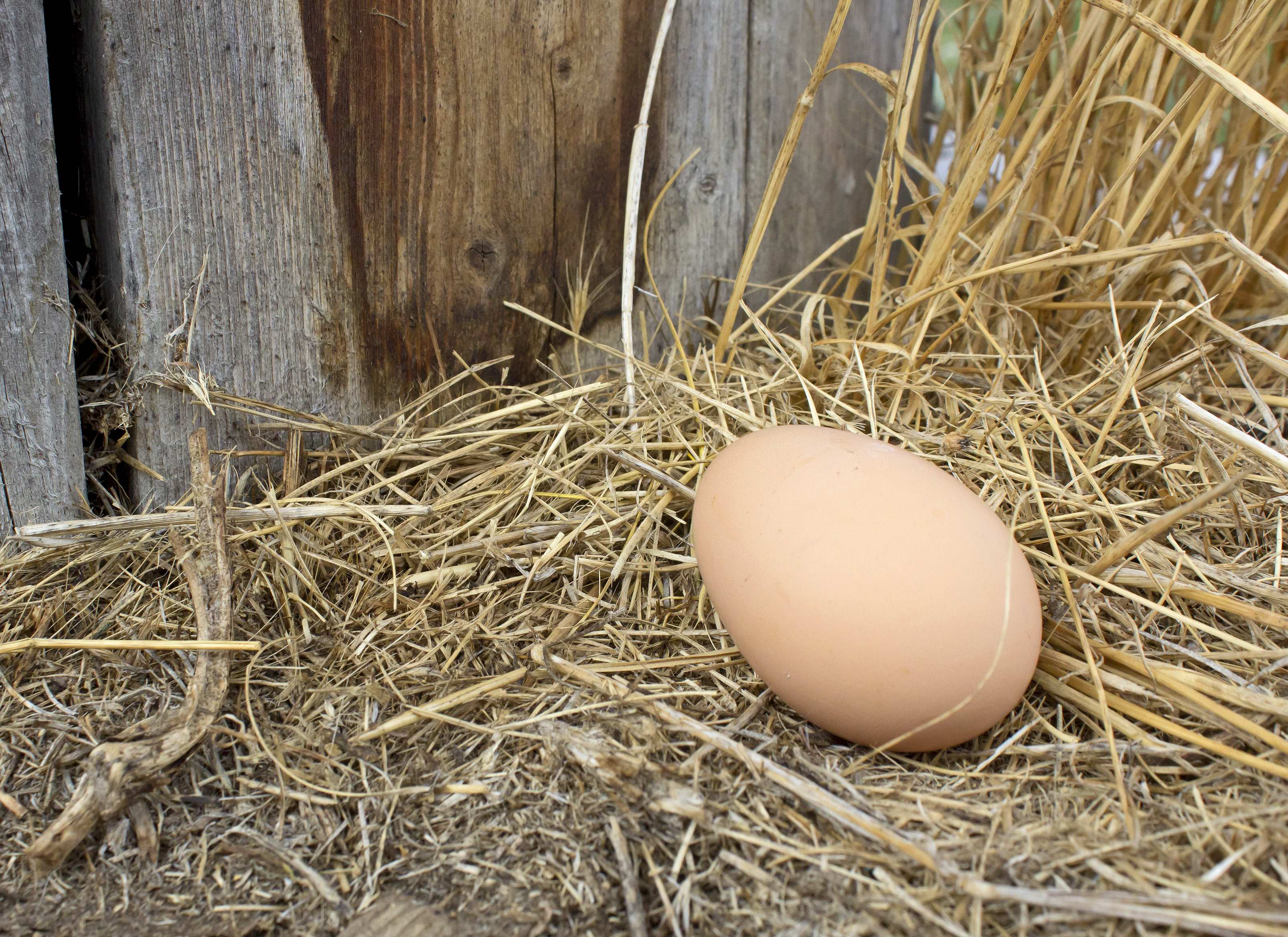 A chicken egg lays on the ground - sometimes chickens don't lay in a nest box