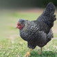 The Gold Kissed Granite Olive Egger is a new and exclusive at My Pet Chicken.