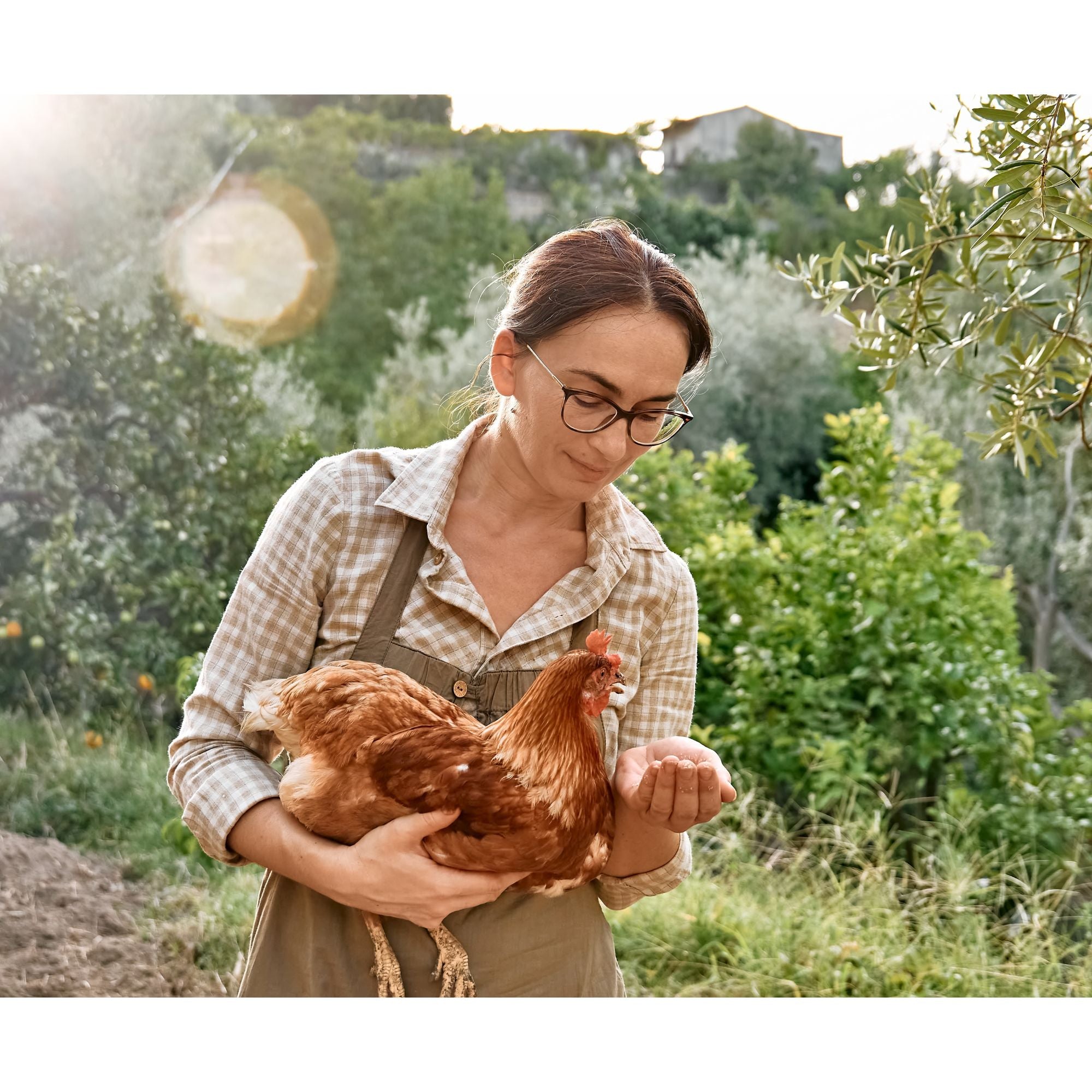 Chickens should always have access to their feed throughout the day. 