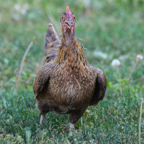 A chicken keeps their wings away from their body in an effort to cool down