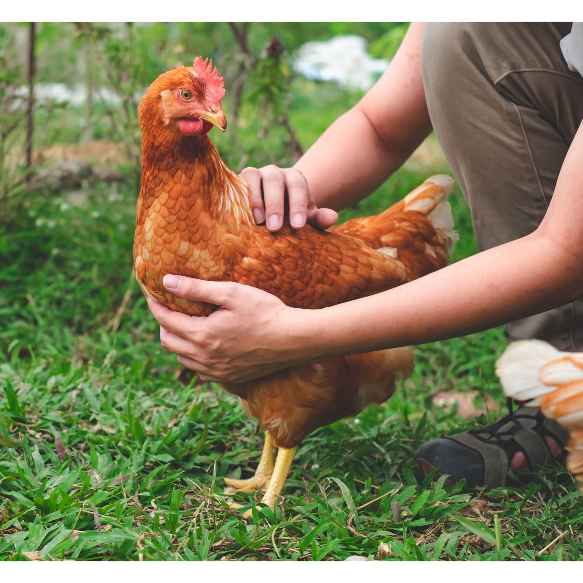 Why does my chicken have trouble keeping his balance?