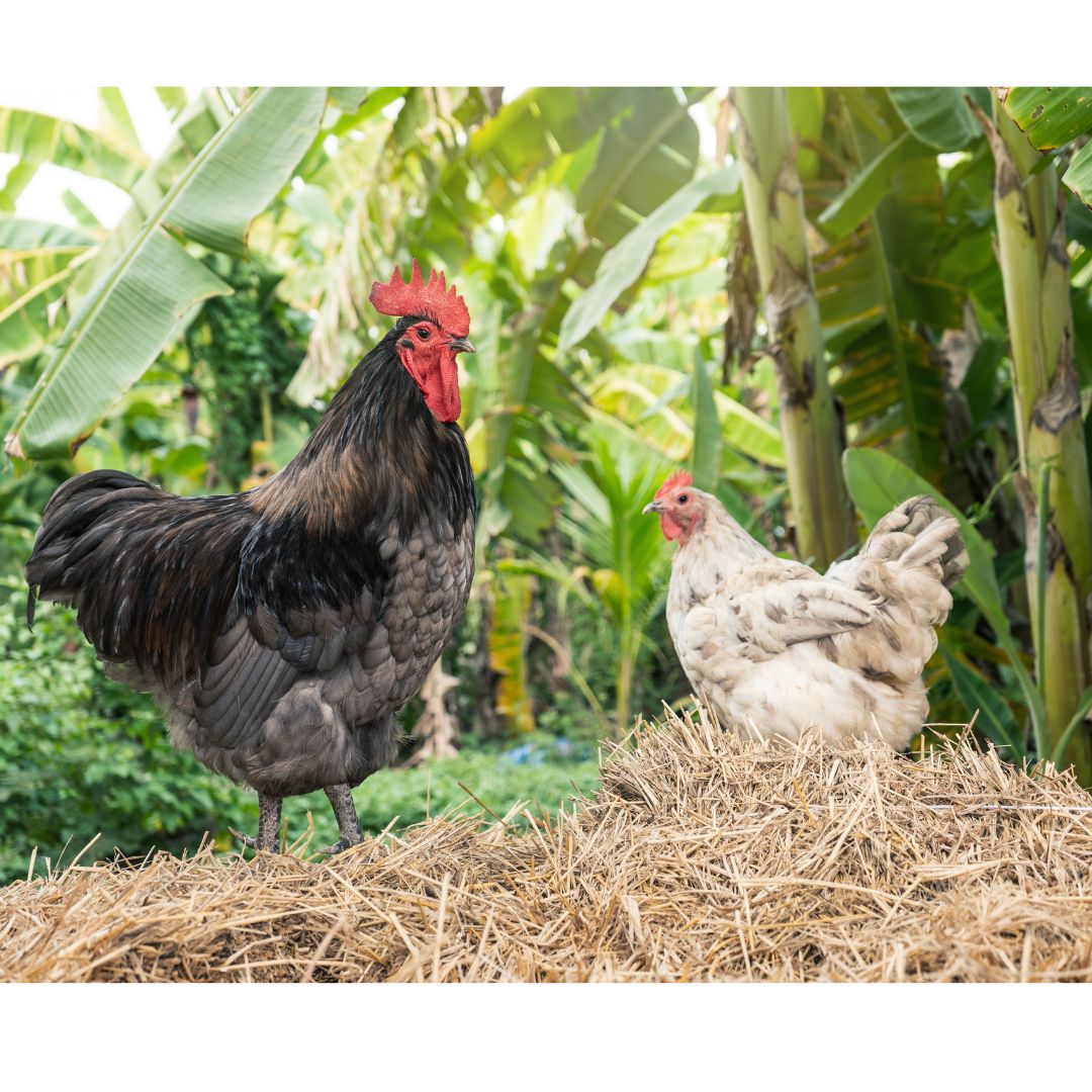 A hen and a rooster stand on a pile of straw 