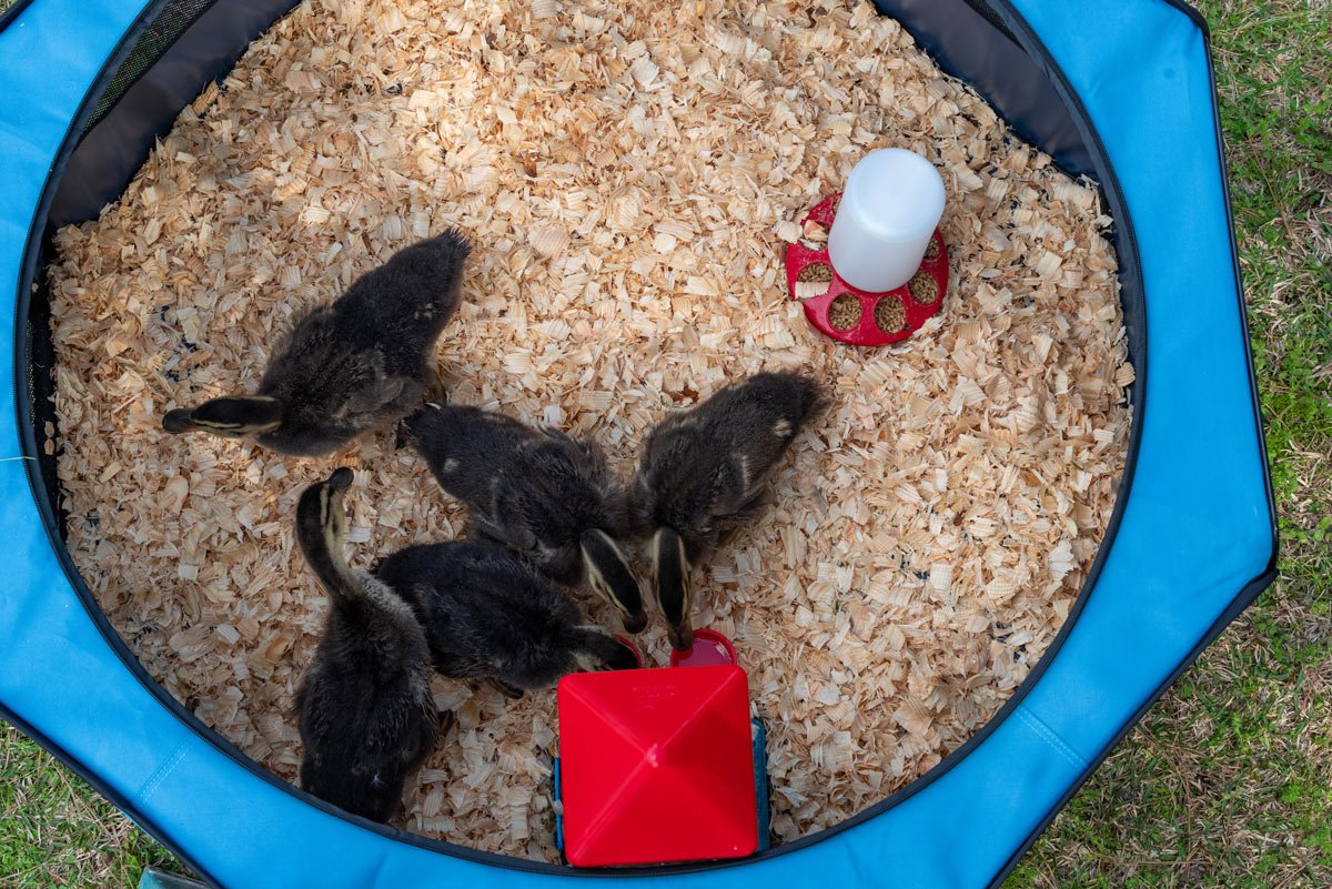 Hen Pen Pop-Up chicken brooder