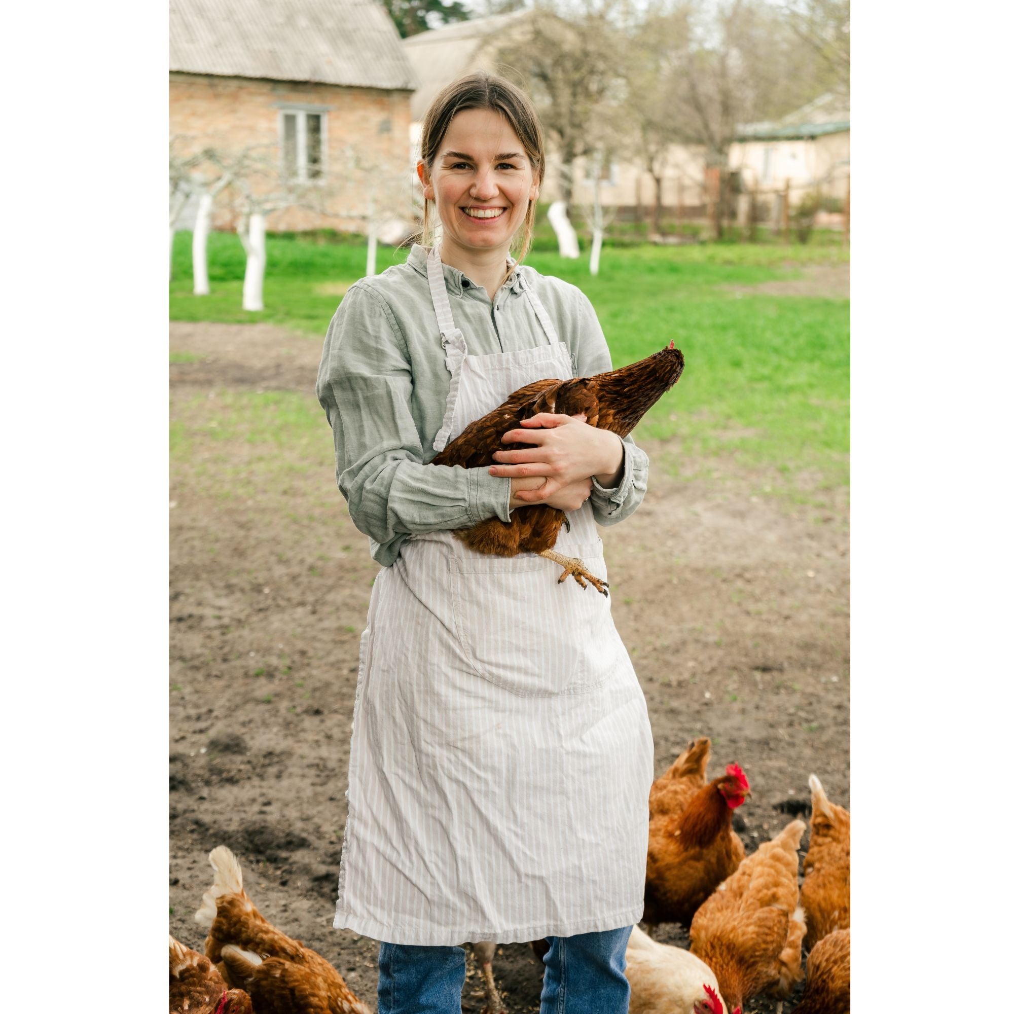 Taming a chicken is easier with treats!