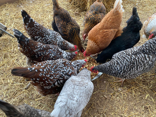 "Time Oat!" The Problem with Oatmeal for Chickens + 2 Healthy Alternatives