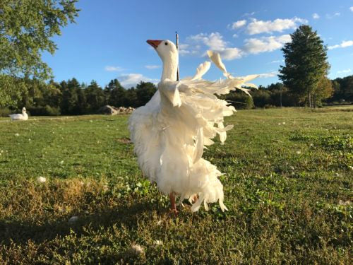 Which Goose and Duck Breeds are Right for Your Farm?