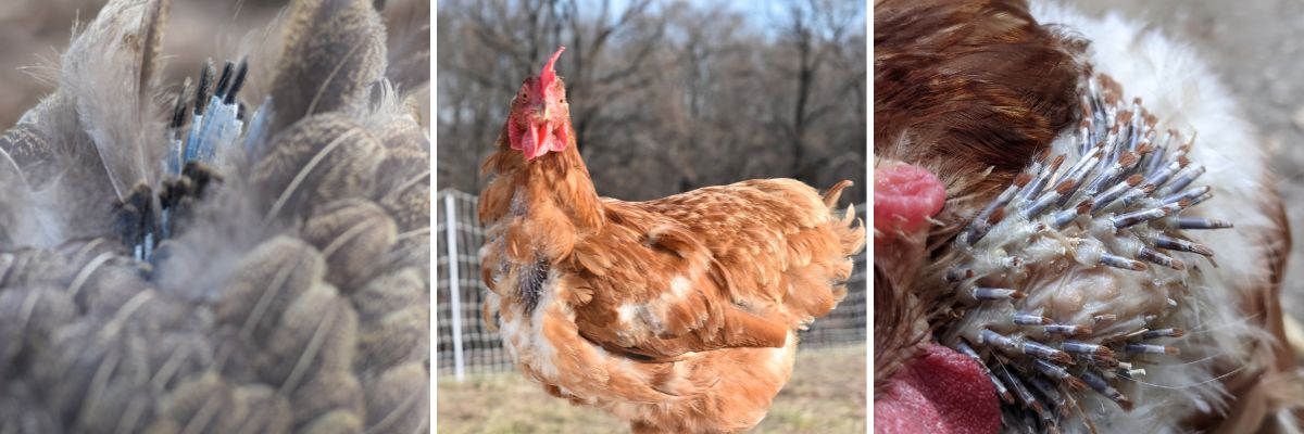 Late molting chickens