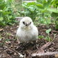 Lavender Dream Easter Egger baby chick